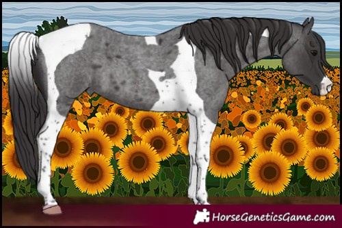 Horse Color:Smoky Blue Roan Tobiano 