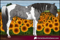 Horse Color:Smoky Blue Roan Tobiano 