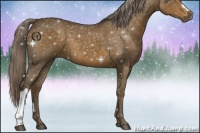 Horse Color:Chocolate Palomino Roan 