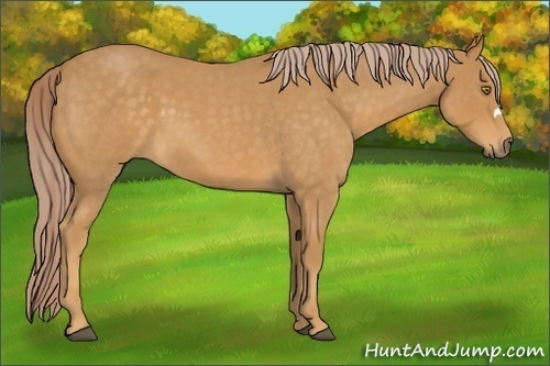 Horse Color:Palomino Roan 