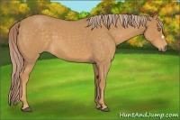 Horse Color:Palomino Roan 