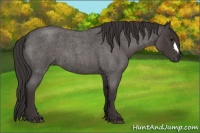 Horse Color:Smoky Blue Roan