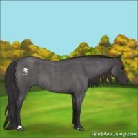 Horse Color:Smoky Blue Roan 