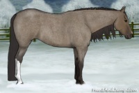 Horse Color:Smoky Grullo Roan 