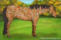Horse Color:Smoky Blue Roan 