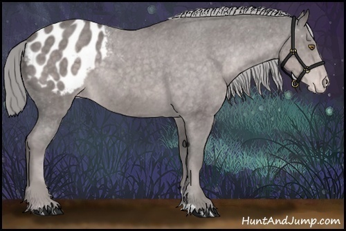 Horse Color:Platinum Chocolate Palomino Appaloosa 