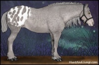 Horse Color:Platinum Chocolate Palomino Appaloosa