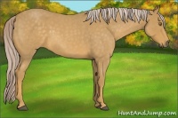 Horse Color:Palomino Roan 