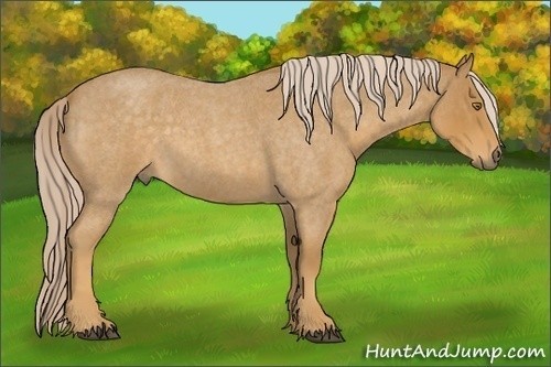 Horse Color:Palomino Roan 