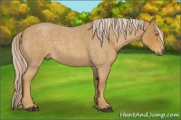 Horse Color:Palomino Roan 