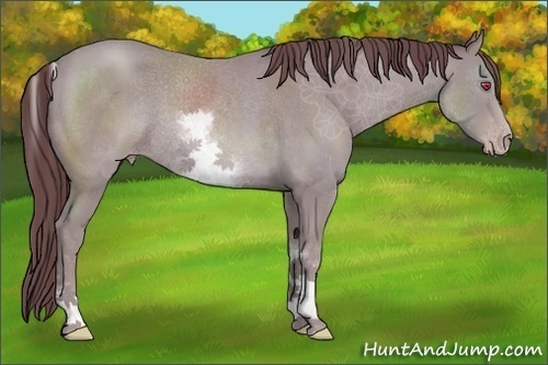 Horse Color:White Spotted Chocolate Classic Champagne Chinchilla