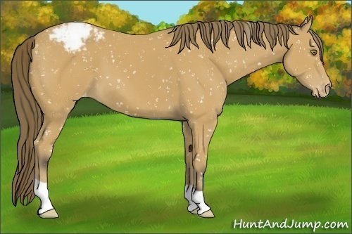 Horse Color:Buckskin Appaloosa