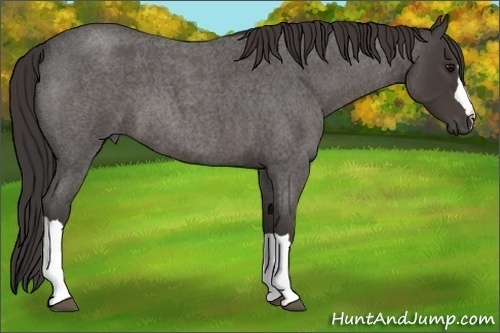Horse Color:Smoky Blue Roan 