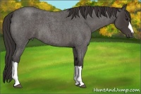 Horse Color:Smoky Blue Roan 