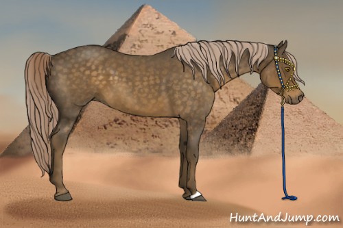Horse Color:Chocolate Palomino Roan