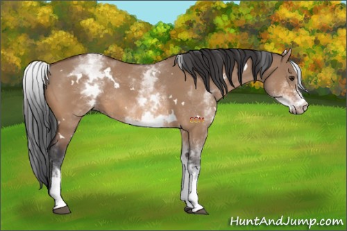 Horse Color:White Spotted Bay Dun Rabicano 