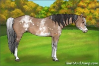Horse Color:White Spotted Bay Dun Rabicano