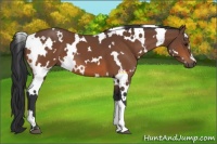 Horse Color:White Spotted Bay 