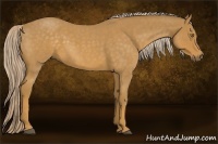 Horse Color:Palomino Roan 