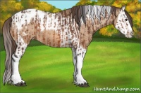 Horse Color:Bay Splash Tobiano Appaloosa  and Amber Champagne Splash Tobiano Appaloosa 