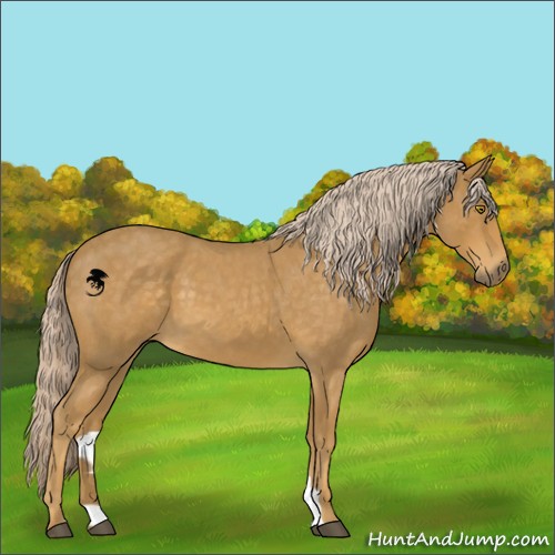 Horse Color:Palomino Roan 
