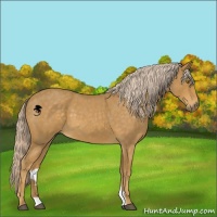 Horse Color:Palomino Roan 