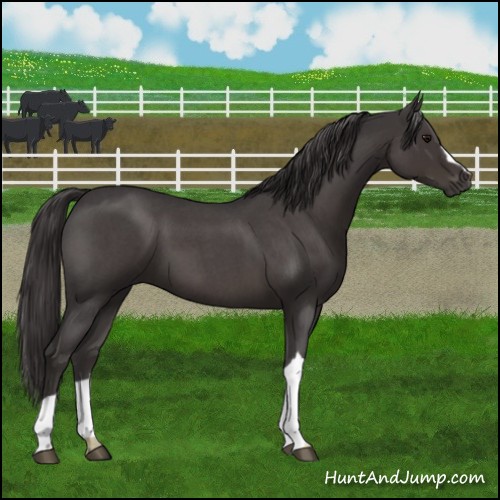 Horse Color:Smoky Blue Roan