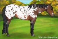 Horse Color:White Spotted Bay Appaloosa 