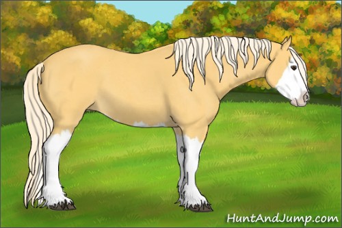 Horse Color:Palomino Roan Splash 