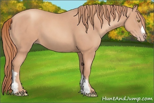 Horse Color:Gold Champagne 