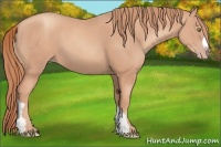 Horse Color:Gold Champagne