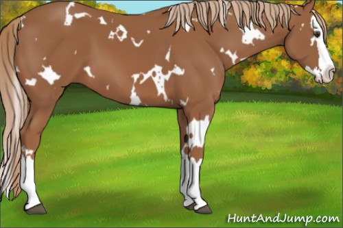 Horse Color:White Spotted Chestnut Splash 