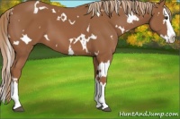 Horse Color:White Spotted Chestnut Splash 