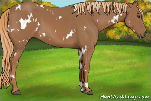 Horse Color:White Spotted Chestnut 