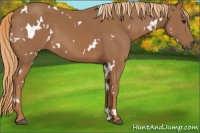 Horse Color:White Spotted Chestnut 