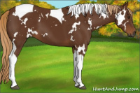Horse Color:Gray White Spotted Chestnut Tobiano 