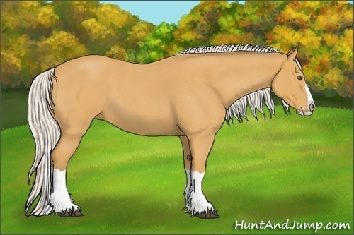 Horse Color:Silver Buckskin Roan Splash 
