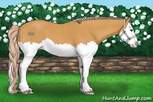 Horse Color:Palomino Roan Splash 