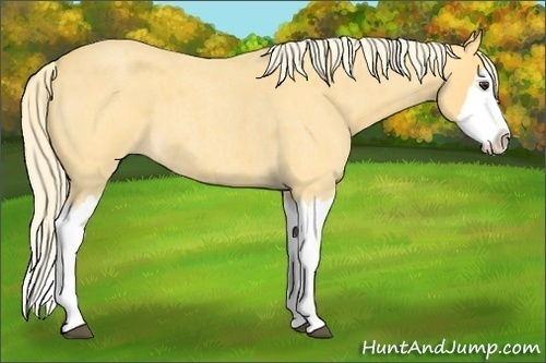 Horse Color:Palomino Roan Splash