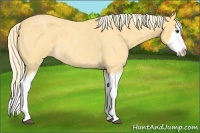 Horse Color:Palomino Roan Splash