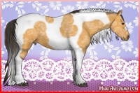 Horse Color:Buckskin Ice Tobiano 
