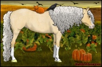 Horse Color:Silver Buckskin Roan Splash 