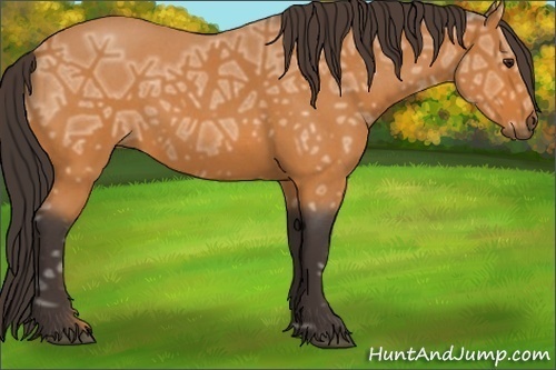 Horse Color:Buckskin Ice Roan 
