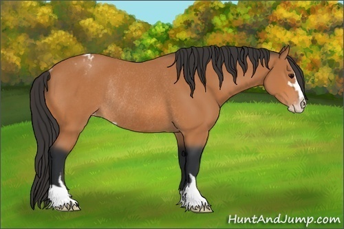Horse Color:Bay Sabino Varnish Rabicano