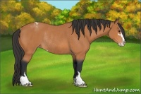 Horse Color:Bay Sabino Varnish Rabicano 