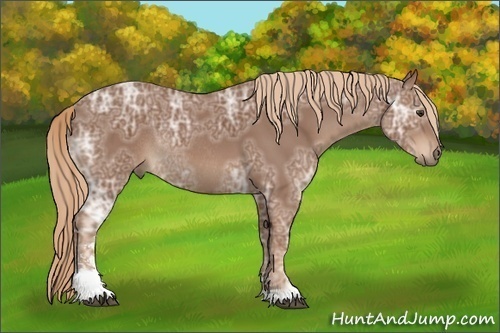 Horse Color:Chestnut Ice Sabino Rabicano