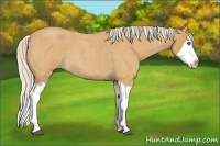 Horse Color:Silver Buckskin Roan Splash