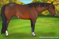 Horse Color:Bay Sabino