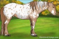 Horse Color:White Spotted Bay Pearl Appaloosa 