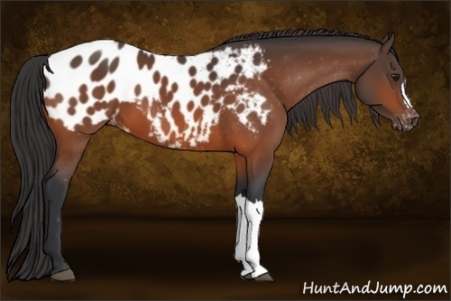 Horse Color:Bay Appaloosa